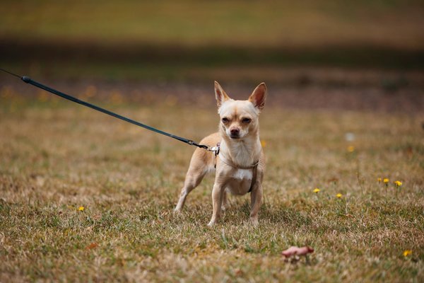 Key cybersecurity tactics for uk fintech startups: your comprehensive guide to protecting your business