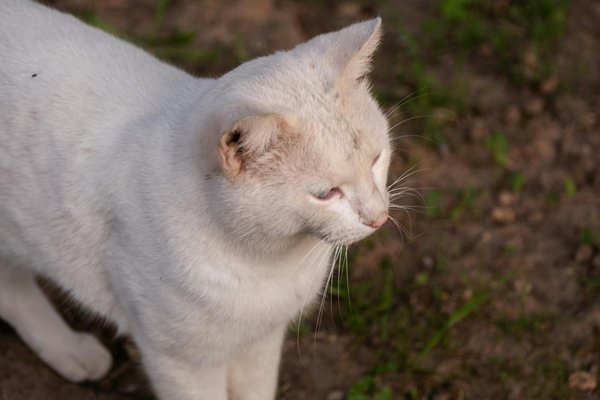 Maximizing team collaboration: leveraging sports psychology techniques to boost workplace synergy